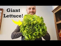 Timelapse: Growing a GIANT Head of Lettuce