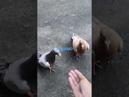 Ang AMO #brunomars #apt #rosé_bruno_apt #musicvideo #rosé #pigeon #pigeondance #birds #artist