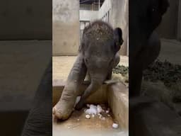 Baby elephant Jet gets a little snowman at Saint Louis Zoo