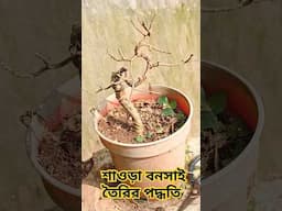 #bonsai #bonsaitree #garden #streblus asper #bonsai is my passion