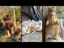 Cute and funny CATS.🐱 And Some Just Interesting Moments.😻Videos🔶 Сompilation # 48🔶