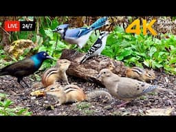 🔴 24/7 LIVE: Cat TV for Cats to Watch 😺 Playful Chipmunks Squirrels and Birds Up Close 4K