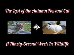 A Ninety-Second Week In Wildlife - The Last Of The Autumn Fox And Cat