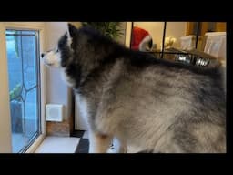 Angry Alaskan Malamute Guard Dog Protects House From Intruder!!