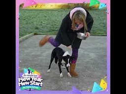 New Year New Start Dog Training Challenge Day 22: The Bowl Game #absolutedogs #dogtraining