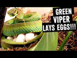 PHILIPPINE PIT VIPER (Parias flavomaculatus) LAYS EGGS!