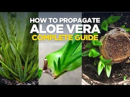 How To Propagate Aloe vera - Complete Guide