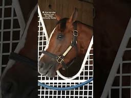 Pre-race thoughts with Mystik Dan! #thoughts #kentuckyderby #horse #horseracing