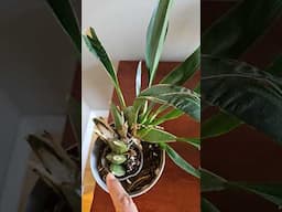 8 Generations of Oncidium, what next? New pot or wait?