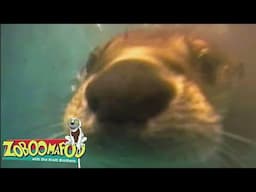 Swimming | Zoboomafoo - WildBrain | Movies for Kids