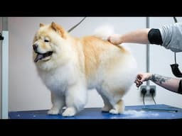 Chow Chow Full Groom - Dog Grooming Tutorial