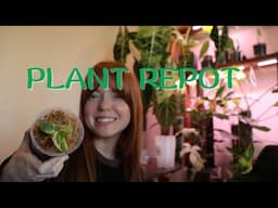 I'VE GOT NEWS! & Repotting My Variegated Billietiae + Anthurium