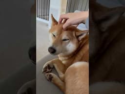 Shiba Inu enjoying a head message 🥰