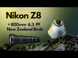 Nikon Z8 and 800mm 6.3 PF lens. LOW LIGHT. Wildlife Bird Photography - New Zealand