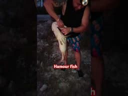 8.2kg hamour/lapulapu #stressrelief #fishing  #islandfishing #handlinefishing #shortvideo