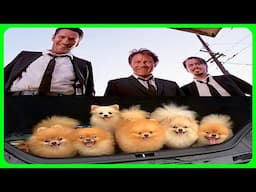 Reservoir dogs explained by an idiot