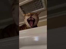 Quality Content! - BIG YAWN #henrythebengal #bengalcat #cat  #catbreed #qualitycontent