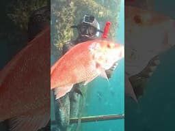 Not Your Average Fishing Trip! #spearfishing #fishing #commercialdiving