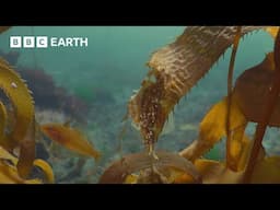 Underwater Sounds For Babies and Toddlers to Relax and Sleep To | BBC Earth Kids