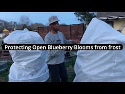 Protecting open blueberry blooms from frost