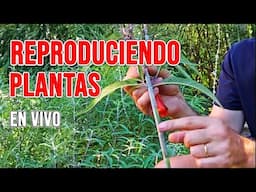 Reproduciendo plantas en vivo! IRL desde mi jardín