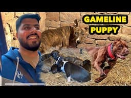 Roman K Puppy A Gay 🥰 | American Pitbull Terrier Game Dogs