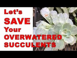 Saving Overwatered Succulents: The Ultimate Rescue Guide