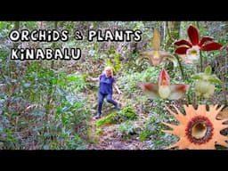 Kinabalu Orchid & Plant Spotting | Borneo Field Trip