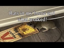 Rats In My Home and What Worked