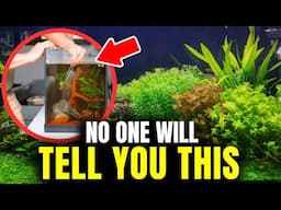 Why You Can't Grow Healthy Aquatic Plants