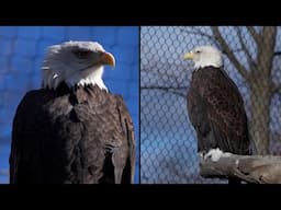 Bald Eagle Population Comes Back From Brink of Extinction