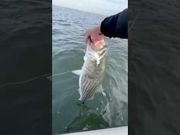 Jigging Bucktails for Striped Bass!