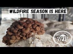 How We Grow Mushrooms During Wildfire Season In The Okanagan