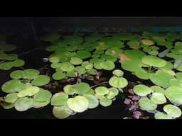 Pearl Gouramis Suction Feeding