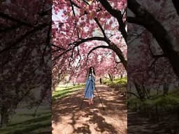 Peak bloom is here! These are the Kwanzan Cherry Blossoms in Central Park’s Bridle Path