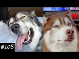 Only husky owners can understand this! Funny husky videos