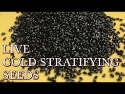 Live Cold Stratifying Seeds