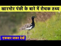 खारमोर पक्षी के बारे में 11 रोचक तथ्य || interesting information about florican bird in Hindi