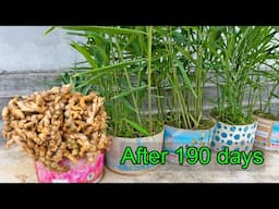 Try growing ginger in a plastic container, suddenly the root becomes big and has many branches