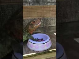 Caiman Lizard CRUNCH!