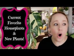 New Houseplants & My Current Favorite Houseplants!!