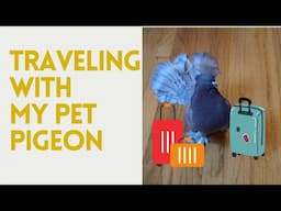 Traveling with My Pet Pigeon