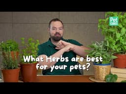 What Herbs Are Best for Your Pets? | Safe Ways to Add Herbs to Your Pet's Diet