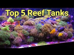 5 Best Reef Tanks on the Internet in 2025 |The Prestige Reef Dork Show Ep 81