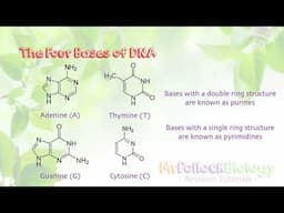 Structure of DNA