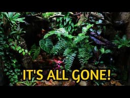 Why I'm Dismantling My Biggest Vivarium After 4 Years - Vivarium Rebirth Part 1