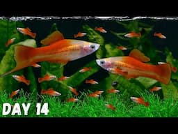 Easiest Way to Breed Swordtails - 100's of Babies!