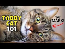 Tabby Cat 101: What to Know Before Adopting One