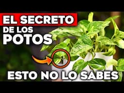 NO TENGAS UN POTO en Casa sin VER ESTO!! 🚨 PELIGROS y BENEFICIOS de la PLANTA POTO (Hogar y Jardín)