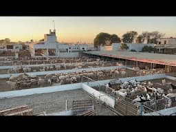 Aisa Farm First Time Dekha l  Rana Iqbal Siraj Dairy Agri and Cattle Farm #cow #buffalo #goat #camel